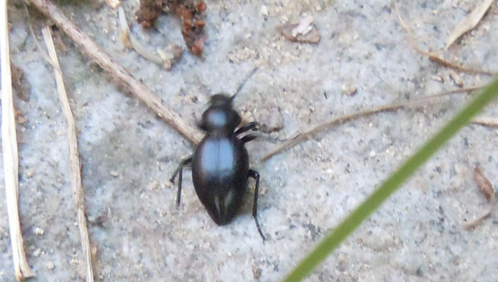 Tentyria sp.? (Tenebrionidae)